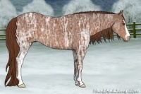 Horse Color:Chestnut Ice Sabino Rabicano 