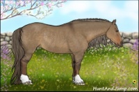 Horse Color:Liver Red Dun Rabicano 
