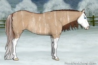 Horse Color:Red Dun Ice Splash Rabicano