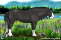 Horse Color:Liver Chestnut Splash 