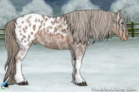 Horse Color:White Spotted Liver Chestnut Ice Appaloosa 