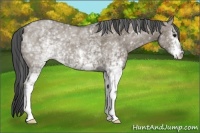 Horse Color:White Spotted Smoky Grullo