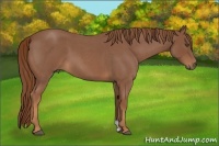 Horse Color:Red Roan