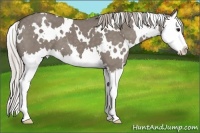 Horse Color:White Spotted Silver Grullo Sabino Splash 