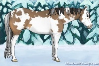 Horse Color:White Spotted Buckskin Splash Frame 