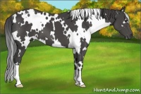 Horse Color:White Spotted Smoky Black