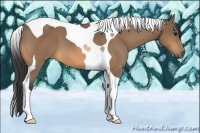 Horse Color:Buckskin Tobiano