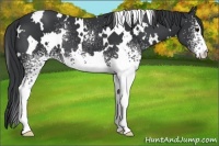 Horse Color:White Spotted Black 