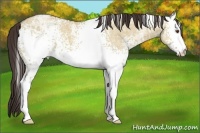 Horse Color:White Spotted Classic Champagne Ice Dun