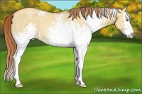 Horse Color:White Spotted Gold Champagne Dun Splash 