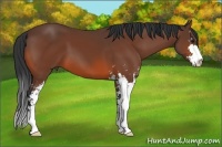 Horse Color:Bay Sabino