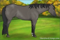 Horse Color:Grullo Rabicano 