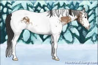 Horse Color:White Spotted Buckskin Tobiano 