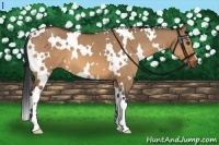 Horse Color:White Spotted Bay Dun Frame 