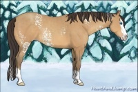 Horse Color:White Spotted Amber Champagne Sabino Splash Rabicano 