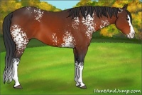 Horse Color:White Spotted Bay Splash 