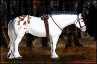 Horse Color:Brown Appaloosa 