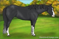 Horse Color:Black Splash