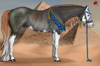 Horse Color:Liver Chestnut Sabino Splash Rabicano 