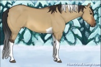 Horse Color:Bay Dun Tobiano 