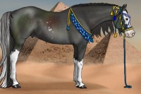 Horse Color:Liver Chestnut Sabino Splash 