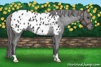 Horse Color:Black Appaloosa