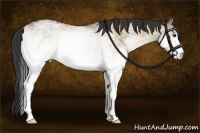 Horse Color:White Spotted Buckskin Dun Rabicano 