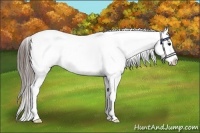 Horse Color:Black Tobiano Appaloosa