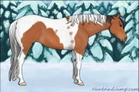 Horse Color:Bay Tobiano