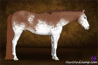 Horse Color:White Spotted Chestnut 