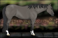 Horse Color:Grullo