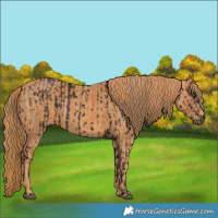 Horse Color:Liver Chestnut  Brindle