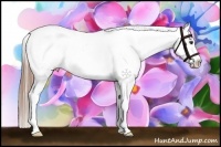 Horse Color:Liver Chestnut Splash Appaloosa 