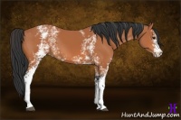 Horse Color:White Spotted Bay 