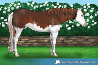 Horse Color:Liver Chestnut Sabino Splash 