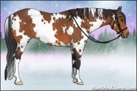 Horse Color:White Spotted Bay 