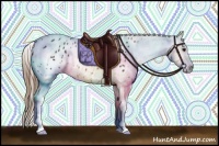 Horse Color:Buckskin Appaloosa