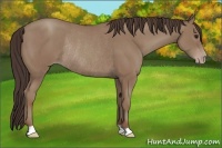 Horse Color:Classic Champagne Rabicano 
