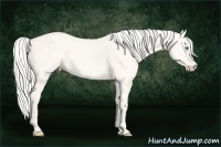 Horse Color:Cremello Dun 
