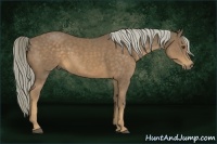 Horse Color:Chocolate Palomino Sabino Rabicano