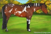 Horse Color:White Spotted Bay 