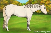 Horse Color:Perlino Roan Rabicano 