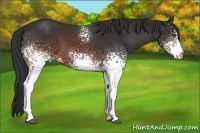 Horse Color:White Spotted Brown