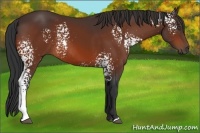 Horse Color:White Spotted Bay Rabicano