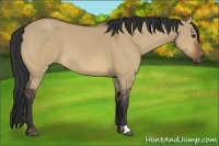 Horse Color:Bay Dun 