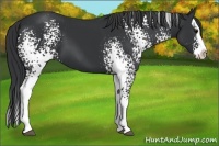 Horse Color:White Spotted Black Splash