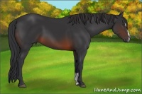 Horse Color:Brown Sabino 