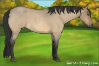 Horse Color:Buckskin Roan Dun 