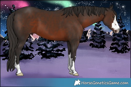Horse Color:Liver Chestnut 