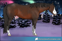 Horse Color:Liver Chestnut 